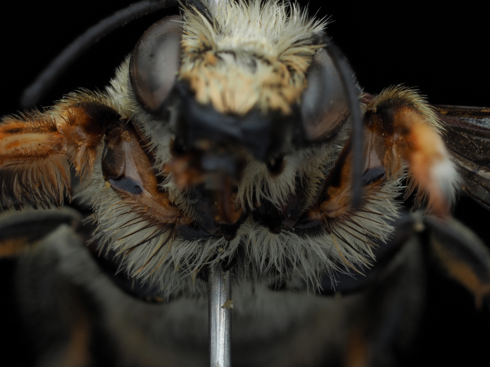 Megachile lagopoda