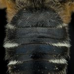Andrena labialis